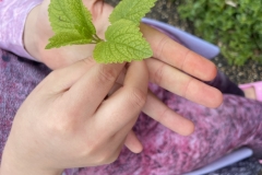 b_herbs